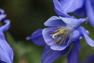 European columbine (Aquilegia vulgaris), Bavaria, Germany, Europe