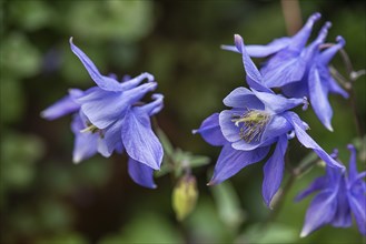 European columbine (Aquilegia vulgaris), Bavaria, Germany, Europe