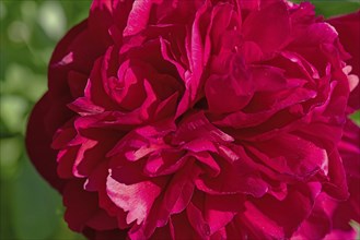 Red peony blossom, (Peonia), Bavaria, Germany, Europe