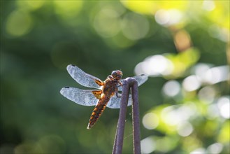 Yellow-winged darter (Sympetrum flaveolum), Bavaria, Germany, Europe