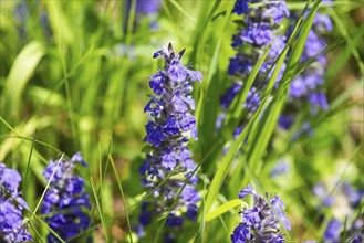 Blue bugle (Ajuga genevensis), Bavaria, Germany, Europe