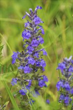 Blue bugle (Ajuga genevensis), Bavaria, Germany, Europe