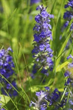 Blue bugle (Ajuga genevensis), Bavaria, Germany, Europe