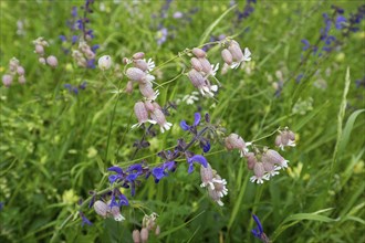 Bladder campion (Silene vulgaris) and meadow clary (Salvia pratensis), Bavaria, Germany, Europe