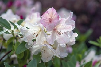 Rododendron blossom, alpine rose (rhododendron) with raindrops, Bavaria, Germany, Europe