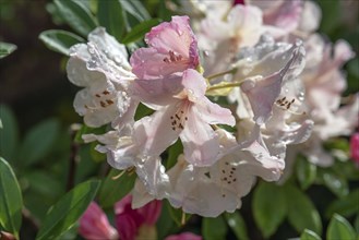 Rododendron blossom, alpine rose (rhododendron) with raindrops, Bavaria, Germany, Europe