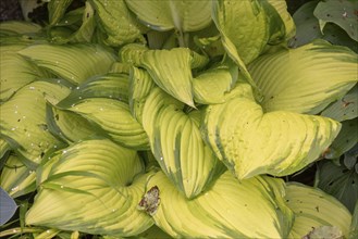 Leaves of a funkia (Hosta, Emerald Tiara), Bavaria, Germany, Europe