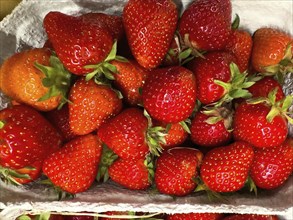 Fresh strawberries (Fragaria) fresh fruit for healthy eating on display from fruit merchants