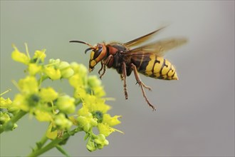 Close-up of a european hornet (Vespa crabro) next to a yellow flower, common rue (Ruta graveolens),