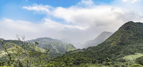 Rainforest in Paraty (state of Rio de Janeiro, Brazil)