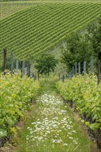 Vineyards in spring, rows of vines, marguerites (Leucanthemum), Southern Palatinate, Palatinate,