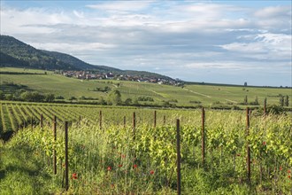 View over vineyards to the wine village Weyher, German or Southern Wine Route, Southern Palatinate,