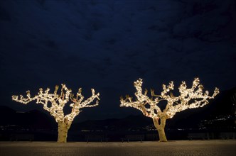 Bare Trees with Illumination at Night in Ascona, Ticino, Switzerland, Europe