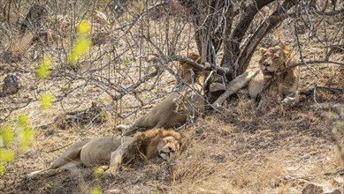 Group of young male Lions (Panthera Leo) at Kruger National Park, South Africa, Africa