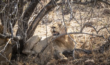 Male Lions (Panthera Leo) relaxing in the shadow at Kruger National Park, South Africa, Africa