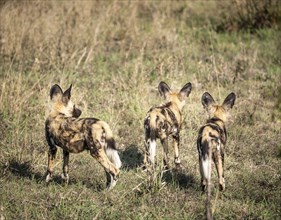 African Wild Dogs (Lycaon Pictus) in Kruger National Park, South Africa, Africa