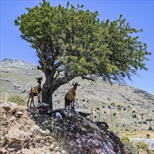 Several wild goats, some of them feral domestic goats (Capra aegagrus hircus), standing on rocks in