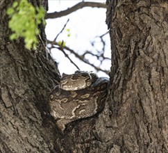 Python (Pythonidae) resting on a tree, Kruger National Park, South Africa, Africa