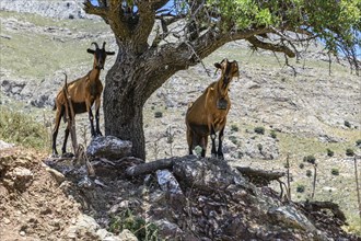 Two wild free living goats feral domestic goats (Capra aegagrus hircus) standing in Asterousia