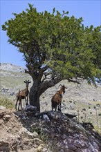 Two wild free living goats feral domestic goats (Capra aegagrus hircus) standing in Asterousia