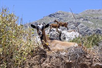 Several wild goats, some of them feral domestic goats (Capra aegagrus hircus), standing on rocks in