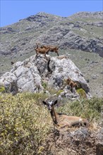 Several wild goats, some of them feral domestic goats (Capra aegagrus hircus), standing on rocks in