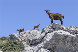 Several wild goats, some of them feral domestic goats (Capra aegagrus hircus), standing on rocks in