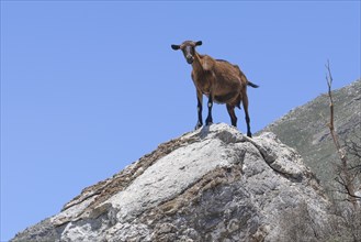 Several wild goats, some of them feral domestic goats (Capra aegagrus hircus), standing on rocks in