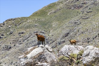 Several wild goats, some of them feral domestic goats (Capra aegagrus hircus), standing on rocks in