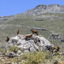 Several wild goats, some of them feral domestic goats (Capra aegagrus hircus), standing on rocks in