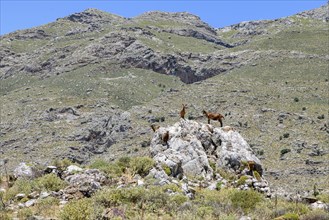 Several wild goats, some of them feral domestic goats (Capra aegagrus hircus), standing on rocks in