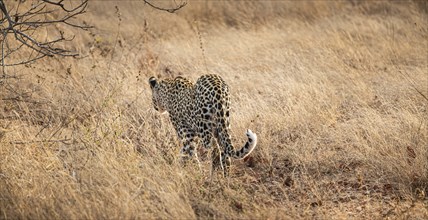 Young male African Leopard (Panthera Pardus) at Kruger National Park, South Africa, Africa