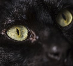 Cute black cat close-up face picture on dark background