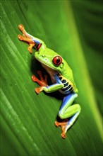 Red eyed tree frog lounging atop a tropical leaf, AI generated