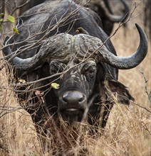 African Buffalo (Syncerus Caffer) in the savannah (Kruger National Park, South Africa)