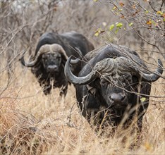 African Buffalo (Syncerus Caffer) in the savannah (Kruger National Park, South Africa)