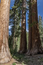 Bachelor and Three Graces (Giant Sequoias) in Yosemite National Park