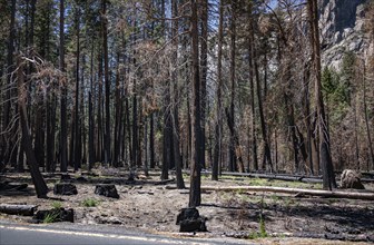 Burned Trees in Yosemite Valley, California, USA, North America