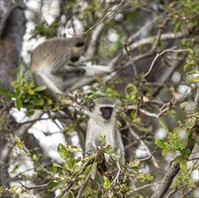 Vervet Monkeys (Chlorocebus Pygerythrus) sitting in a tree. Kruger National Park, South Africa,