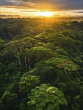 Aerial view of rainforest with beautyful sunrise at the horizon, AI generated