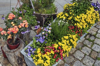 Flowers in troughs on stone paving in Betzigau near Kempten, Allgäu, Swabia, Bavaria, Germany,