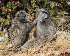 Chacma Baboon, Papio Ursinus, in the Kruger National Park, South Africa, Africa