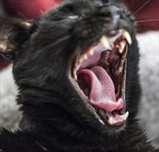 Yawning black cat, close-up shot into the open mouth