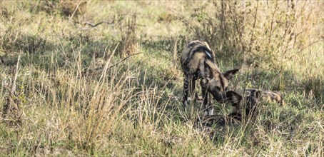 African Wild Dogs (Lycaon Pictus) in Kruger National Park, South Africa, Africa