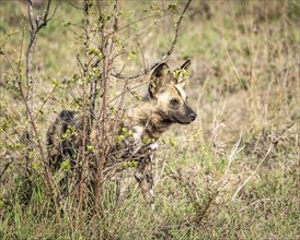 African Wild Dogs (Lycaon Pictus) in Kruger National Park, South Africa, Africa