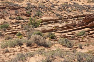 Desert next to Grand Canyon, Arizona, USA. Close-up Shot