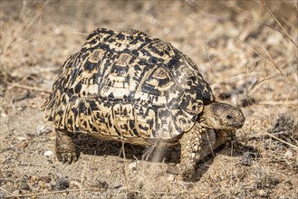 Leopard Tortoise (Stigmochelys Pardalis) in Kruger National Park, South Africa, Africa