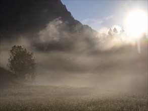 Morning atmosphere, early morning fog drifts over a meadow, behind the Gössler Wand, near Gössl,