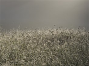 Morning atmosphere, meadow in the morning light, near Gössl, Salzkammergut, Styria, Austria, Europe