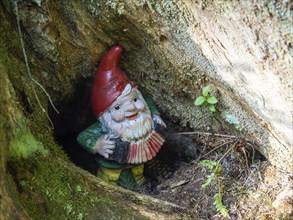 Garden gnome making music in a tree hollow, near Gössl, Salzkammergut, Styria, Austria, Europe